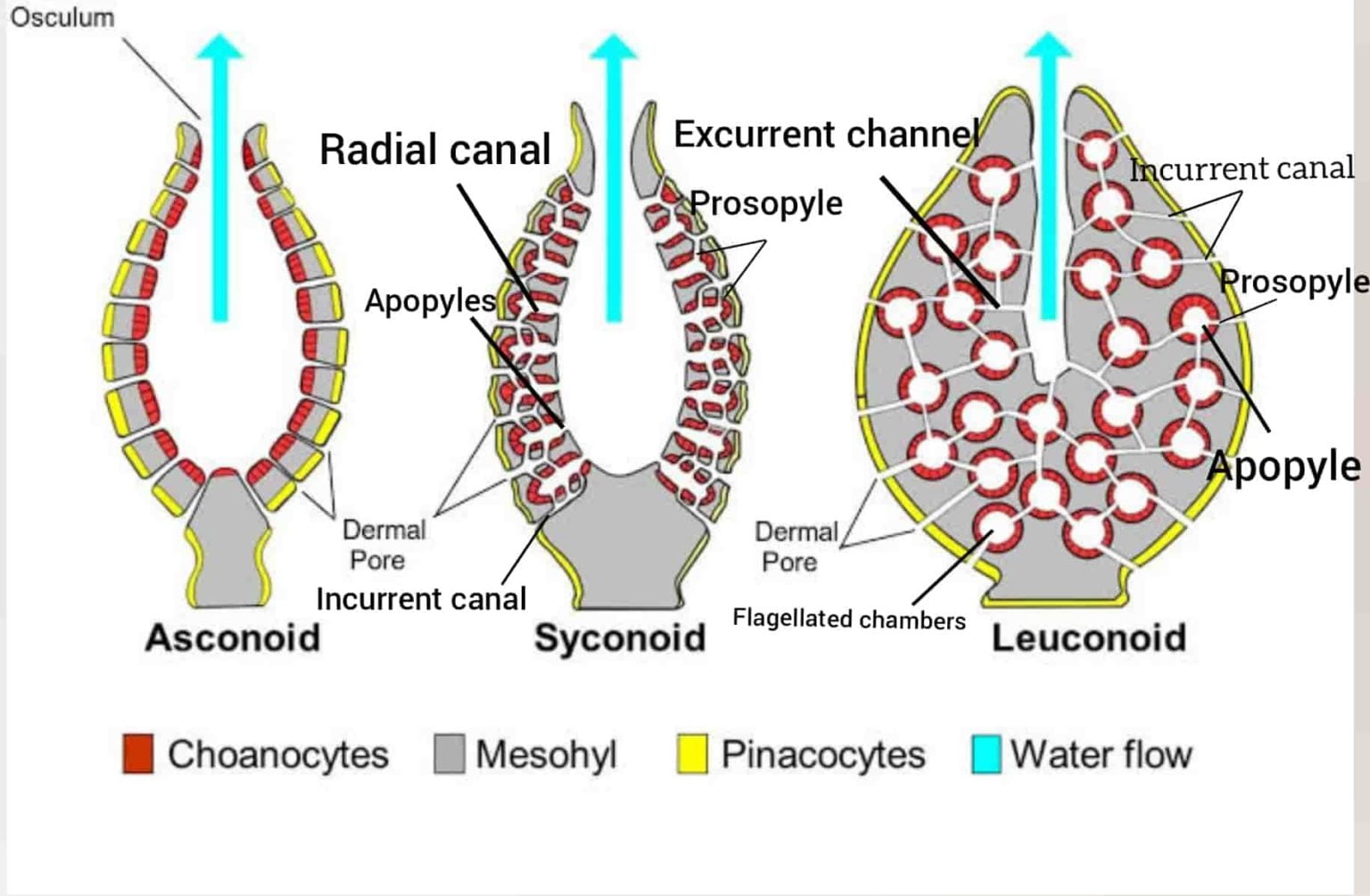 The Sponges, The Benthic Beauty A sneak peek underwater GyaanHub